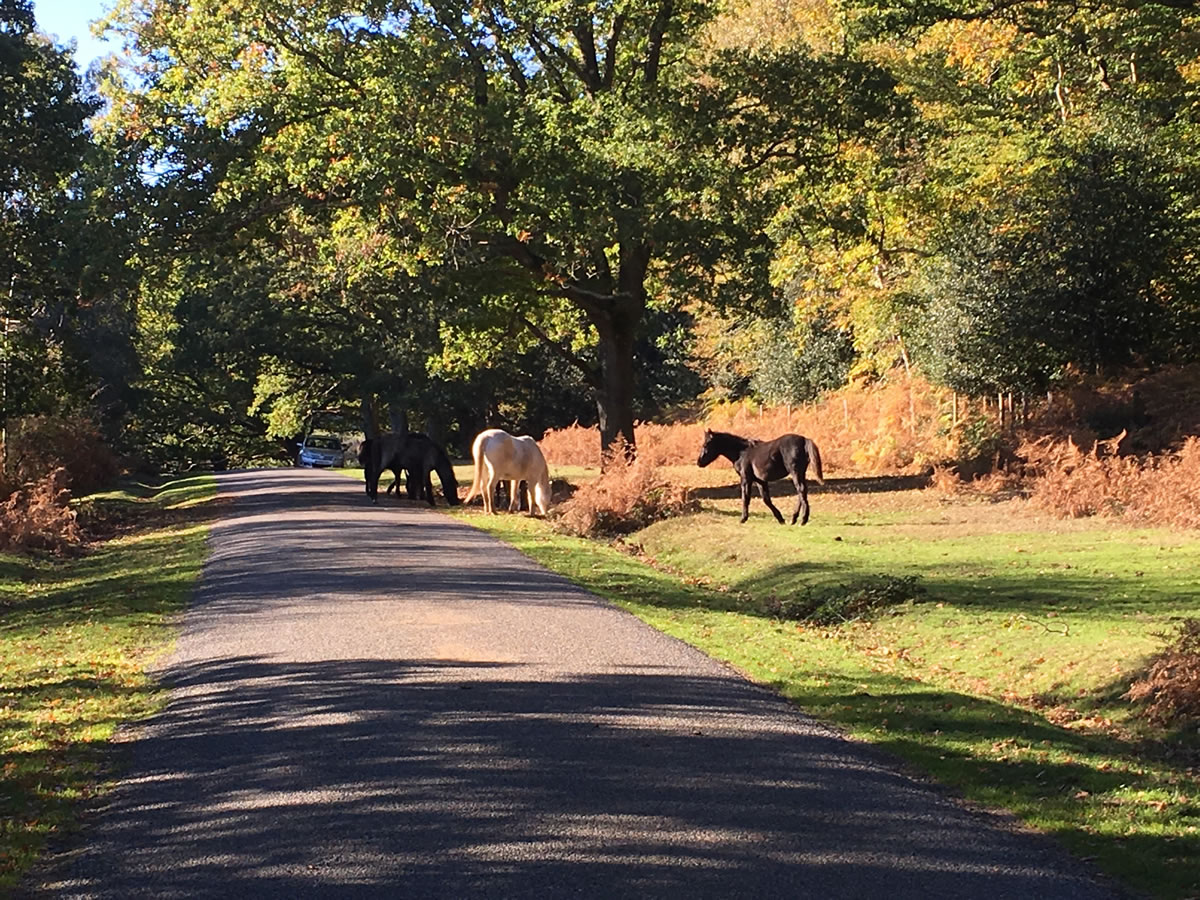 Foxhill Farm, Alderholt, Dorset - New Forest Pony